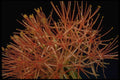 410000 Blood Lily (Haemanthus Multiflorus) A4 Photo Print