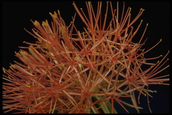 410000 Blood Lily (Haemanthus Multiflorus) A4 Photo Print