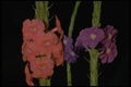 410001 Verbena (Stachytarpheta Layennensis) A4 Photo Print