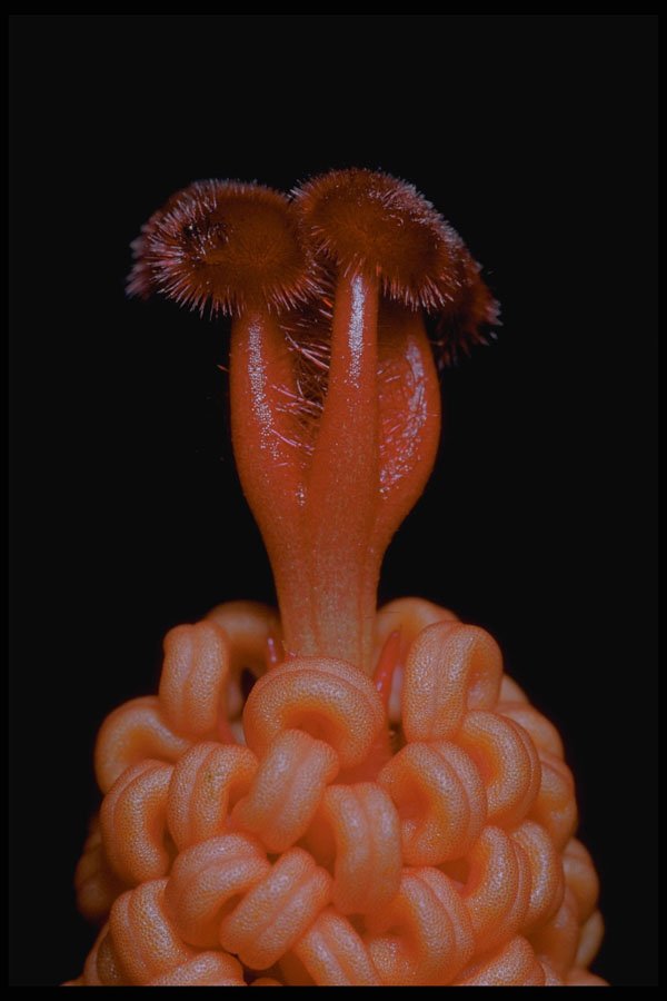 410002 Hibiscus Spp. A4 Photo Print