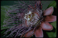 410004 Granadilla (Passiflora Quadrangularis) A4 Photo Print