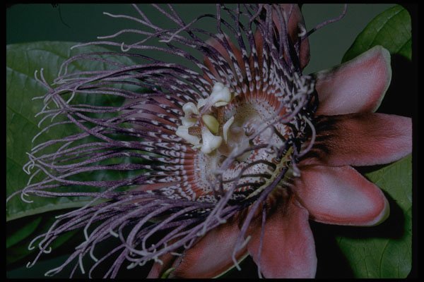 410004 Granadilla (Passiflora Quadrangularis) A4 Photo Print