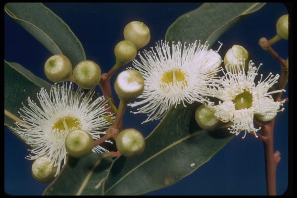 410007 Swamp Mahogany (Eucalyptus Robusta) A4 Photo Print