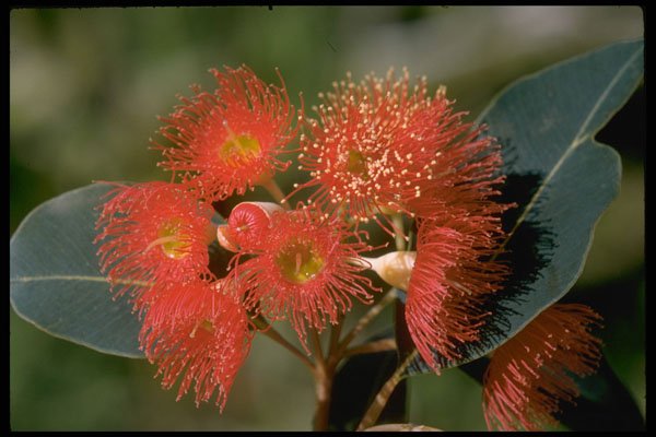 410008 Eucalyptus Ficifolia A4 Photo Print