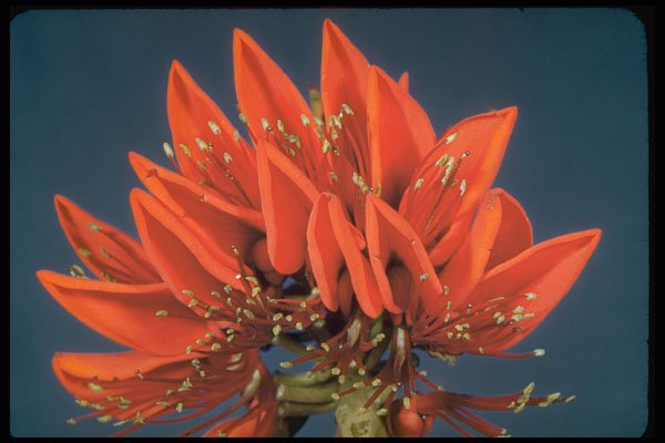 410009 Coral Tree (Erythrina Variegata) A4 Photo Print