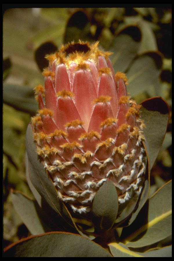 410010 Queen Protea (Protea Magnifica) A4 Photo Print