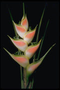 410011 Fishtail Heliconia (Heleconia Elongata) A4 Photo Print