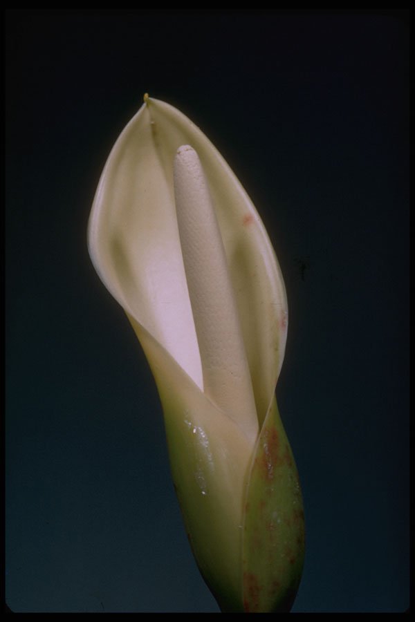 410012 Ape (Xanthosoma Roseum) A4 Photo Print