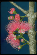 410013 Mountain Apple (Eugenia Malaccensis) A4 Photo Print