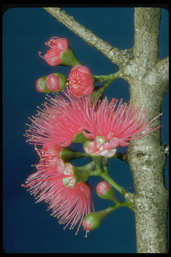 410013 Mountain Apple (Eugenia Malaccensis) A4 Photo Print