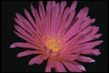 410014 Ice Plant (Lampranthus Glomeratus) A4 Photo Print