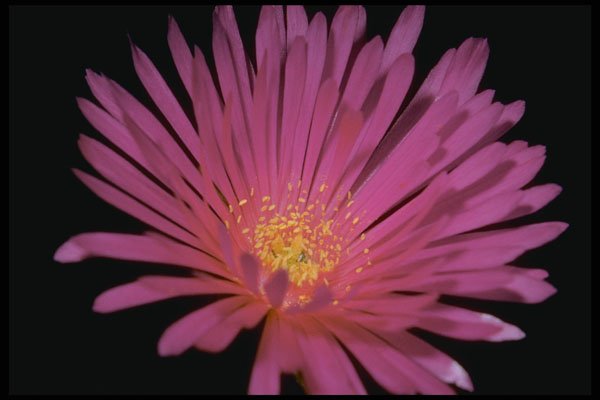 410014 Ice Plant (Lampranthus Glomeratus) A4 Photo Print