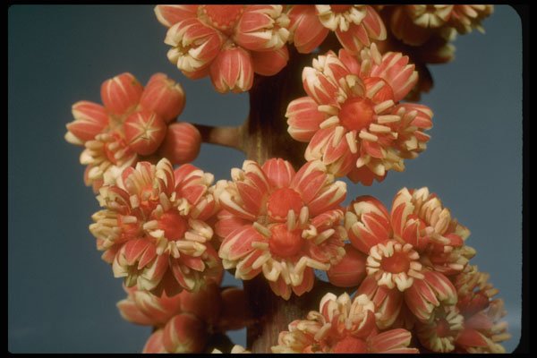 410015 Umbrella Plant (Brassaia Actinophylla) A4 Photo Print