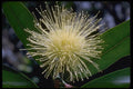 410016 Rose Apple (Eugenia Jambos) A4 Photo Print