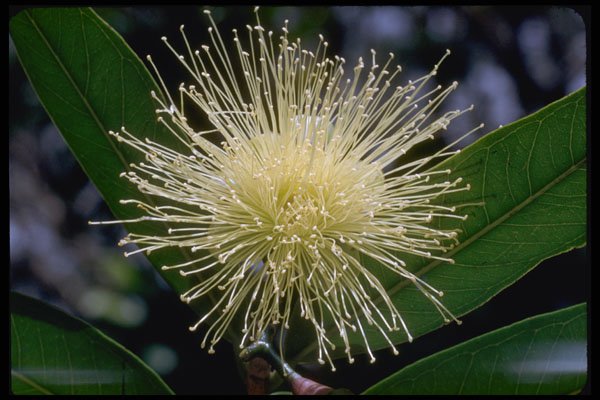 410016 Rose Apple (Eugenia Jambos) A4 Photo Print