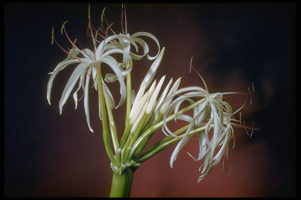 410017 Spider Lily (Crinum Asiatinum) A4 Photo Print