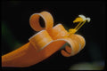 410018 Orange Trumpet Vine (Pyrostegia Venusta) A4 Photo Print