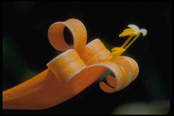 410018 Orange Trumpet Vine (Pyrostegia Venusta) A4 Photo Print
