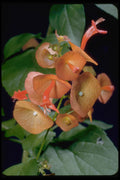 410019 Cup And Saucer (Holmseioldia Manguinea) A4 Photo Print