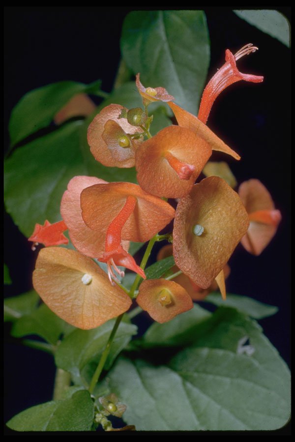 410019 Cup And Saucer (Holmseioldia Manguinea) A4 Photo Print
