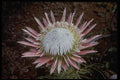 410020 King Protea (Protea Cynaroides) A4 Photo Print