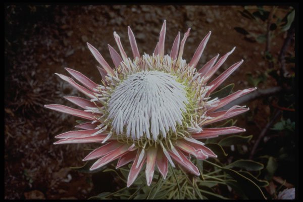 410020 King Protea (Protea Cynaroides) A4 Photo Print
