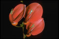 410021 Coral Tree (Erthrina Cristi galli) A4 Photo Print