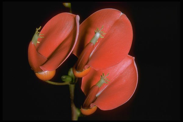 410021 Coral Tree (Erthrina Cristi galli) A4 Photo Print