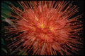 410022 Brownea Grandiceps A4 Photo Print