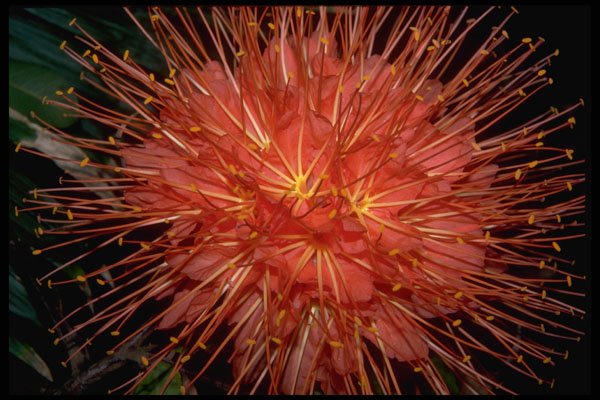 410022 Brownea Grandiceps A4 Photo Print