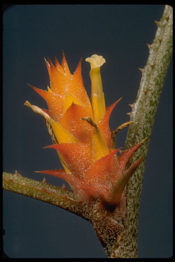 410023 Bromeliade Spp. A4 Photo Print