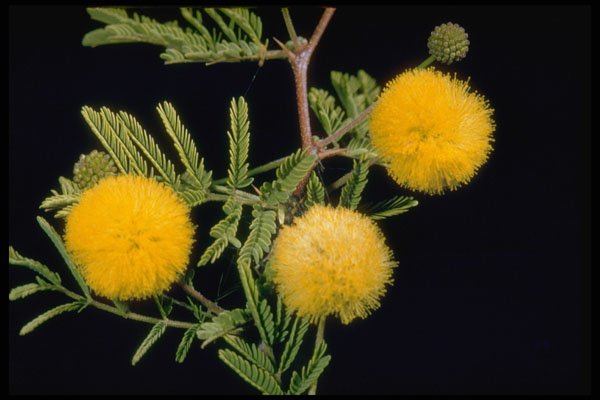 410024 Klu, Popinae (Acacia Farnesiana) A4 Photo Print