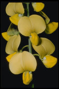 410025 Sophora Spp. A4 Photo Print