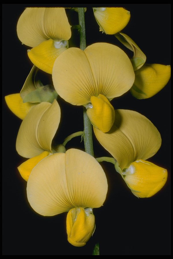 410025 Sophora Spp. A4 Photo Print