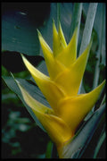 410026 Heliconia Spp. A4 Photo Print