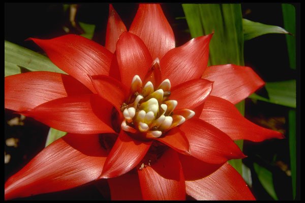 410027 Bromeliade Spp. A4 Photo Print