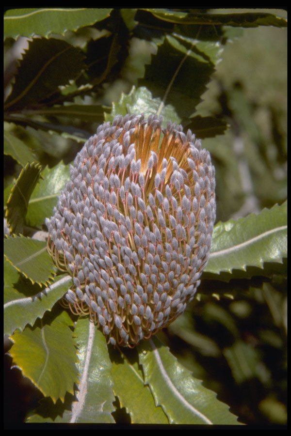 410028 Banksia Serata A4 Photo Print