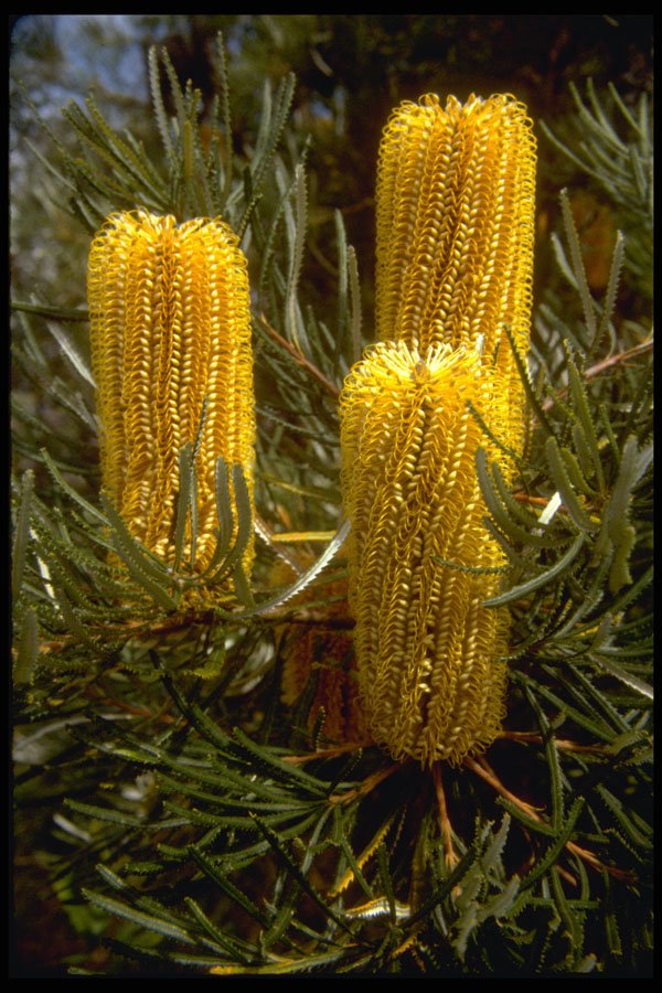 410029 Corn Banksia (Banksia Collina) A4 Photo Print