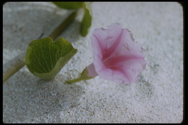 410030 Beach Morning Glory (Ipomoea Pes caprae) A4 Photo Print