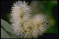 410031 Melaleuea Lecucadendron A4 Photo Print