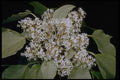 410032 Kukui Nut (Aleurites Moluccana) A4 Photo Print