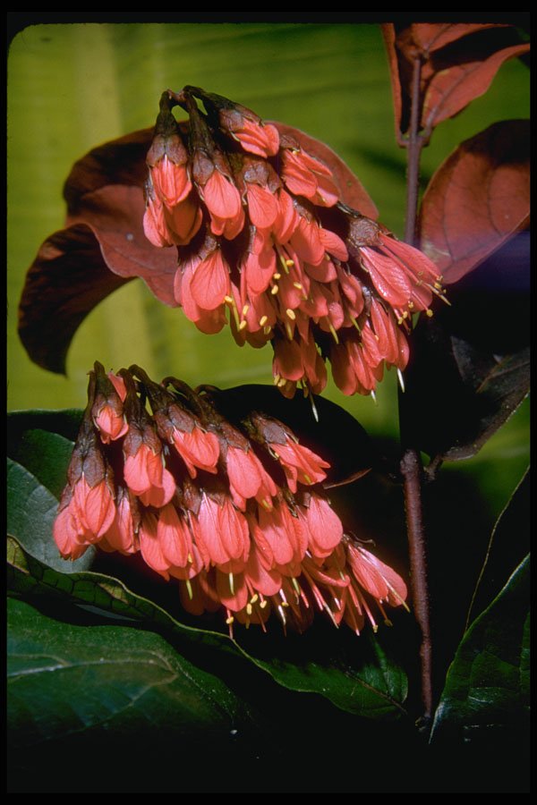 410033 Brownea Spp. A4 Photo Print