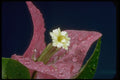 410034 Bouganvillea Spectabilis A4 Photo Print