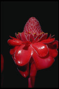 410035 Torch Ginger (Phaedomeria Magnifica) A4 Photo Print