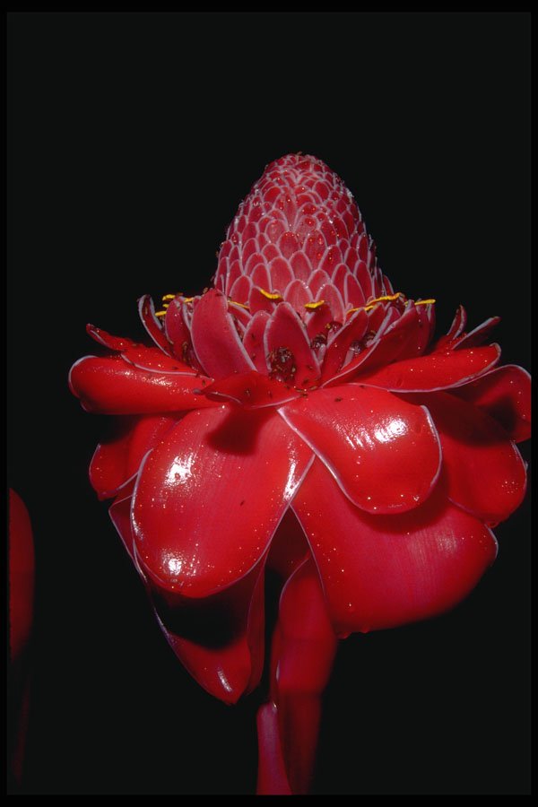 410035 Torch Ginger (Phaedomeria Magnifica) A4 Photo Print