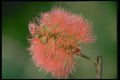 410036 Callistemon Lanceolatus A4 Photo Print