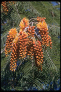 410037 Colvillea Racemosa A4 Photo Print
