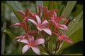 410038 Plumeria Acuminata A4 Photo Print