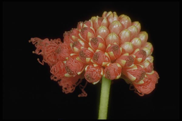 410040 Haole Lehua (Calliandra Inaequilatera) A4 Photo Print