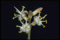 410041 Ti Plant (Cordyline Terminalis) A4 Photo Print